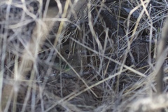 Microtus californicus