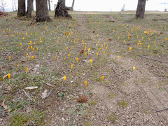 Crocus flavus
