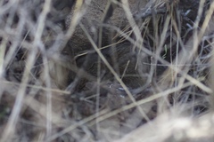 Microtus californicus