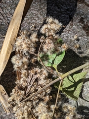 Schistocarpha eupatorioides