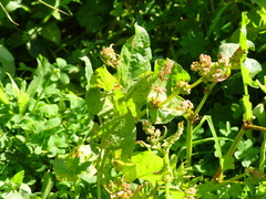 Rumex spinosus
