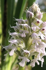 Neotinea conica