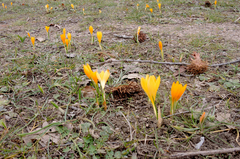 Crocus flavus