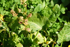 Rumex spinosus