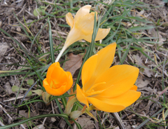 Crocus flavus