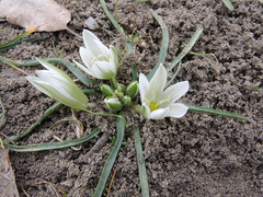 Ornithogalum