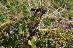 False Lily of the Valley (Podistera)