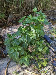 Schistocarpha eupatorioides