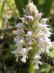 Neotinea conica