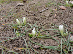 Ornithogalum