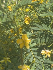 Senna birostris