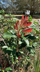Photinia × fraseri