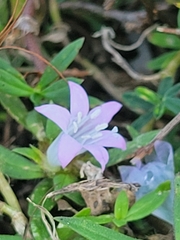 Richardia grandiflora