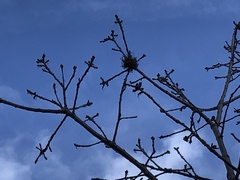 Andricus caputmedusae