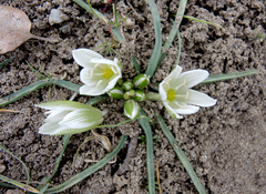 Ornithogalum