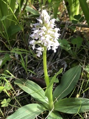 Neotinea conica