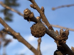 Andricus caliciformis