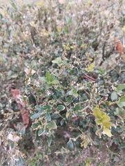 Buxus sempervirens