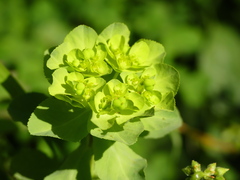Euphorbia helioscopia