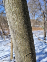 Acer pensylvanicum