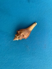 Brunneifusus ternatanus