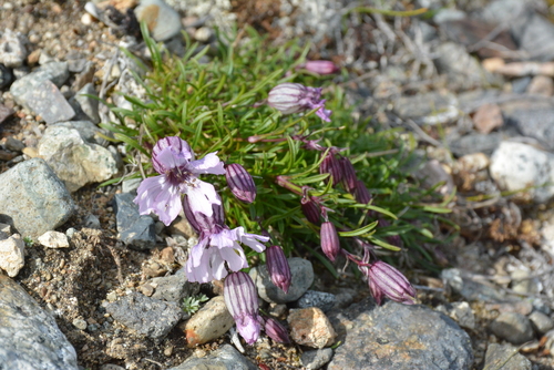 Image of Silene stenophylla by no rights reserved