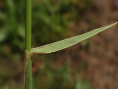 Brachypodium distachyon