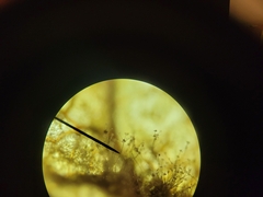 Botrytis