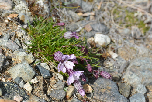 Image of Silene stenophylla by no rights reserved