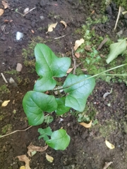 Lardizabala biternata