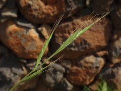 Brachypodium distachyon