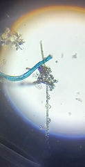 Botrytis