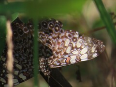 Hamadryas feronia