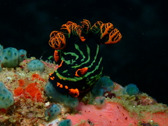 Nembrotha kubaryana