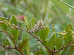 Elophila nymphaeata