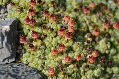 Image of Saxifraga eschscholtzii by no rights reserved