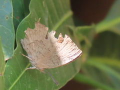 Surendra quercetorum