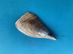 Pinna bicolor