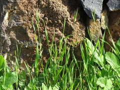 Brachypodium distachyon