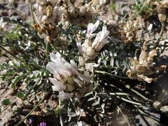 Astragalus dilutus