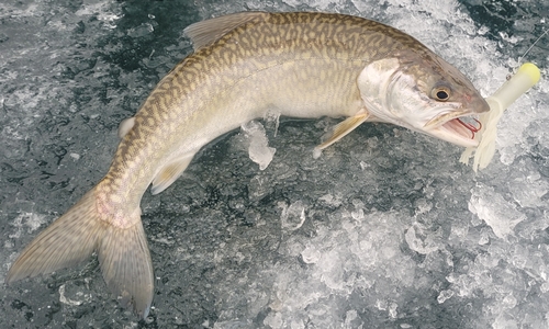 Lake Trout