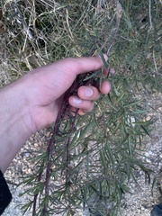 Chaenactis fremontii