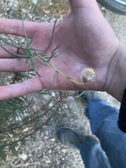 Chaenactis fremontii