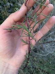 Chaenactis fremontii