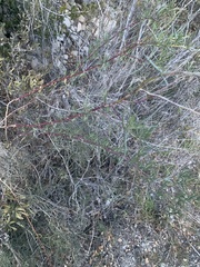 Chaenactis fremontii