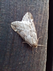 Alsophila aescularia