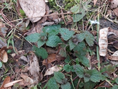 Lamium purpureum