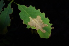 Charagmus gressorius