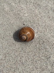 Polinices bifasciatus