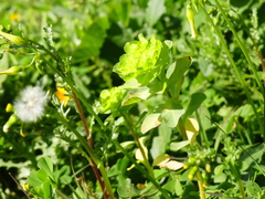 Euphorbia helioscopia